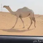 للبيع القحه كفووو سنها جذعه