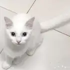 لبيع قط شيرازي ابيض ذكر صحه ممتازه ماشاء الله عيون زرقاء
