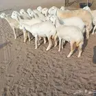 18 رخال صنف حريه مع فحلها في أملج -الحد موجود