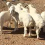  خرفان حريات للبيع