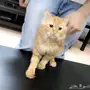 قطط شراز للبيع 