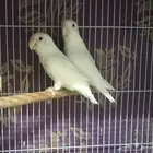 جوز روز البينو جامبو منتج