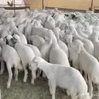 ذبايح خرفان رخال حريه