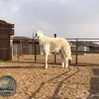 فحل حري