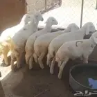 بهم للبيع