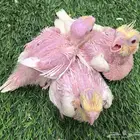 للبيع فروخ كروان لاتينو