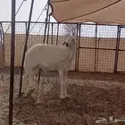 مشروع فحل حري