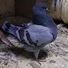 زوج حمام بلوبار