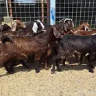 معزا مصريات منايح اصايل دهم العدد 15 با الفحل للقناي