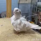 كشكي