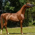 استيراد خيول