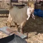 جذع عارضي اصفر