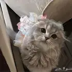 سكواتش للبيع انثى