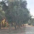 اشجار زيتون معمر للبيع