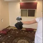 كاسكو للبيع