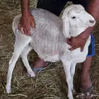 برابر