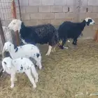 نعجتين نجد ولد تحتها من واحد