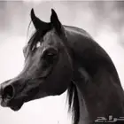حلاق خيل عربيه