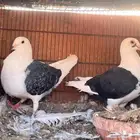جوز زاجل