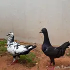 جوز حمام مالتيز