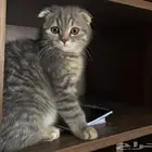 قط سكوتش فولد 3 اشهر ونص