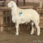 للبيع فحل حري فاخر جذع مشروط