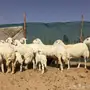 غنم حريات زينه11 تحتها7