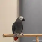 ببغاء كاسكو