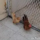 دجاج سيراما
