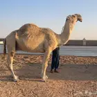 التمامي المنتج
