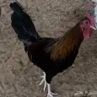 ديك عربي ترثه فاخر