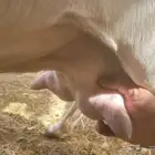 شاه حليب