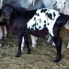 بربري لباني شهرين ونص