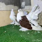 زوج أمريكي فاخر