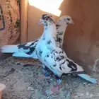 قطايف بالخرج