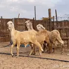 مشروع فحل سواكني درماني صنف