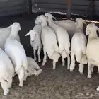 حنيذ ابو اسامه بالمرخ الجنوبي