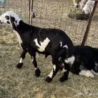 طلي ذبيحه ربط للبيع