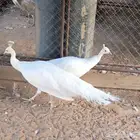 طاؤوس أو طاووس أبيص صافي