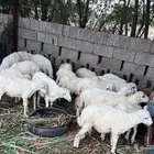 19 فران تربيه للبيع شي طيب ونظيف