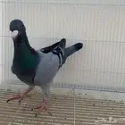 هومر فحل حامل رديوس