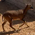 خروفين وفحل تهجين وعل موفلن