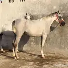 فرس شعبي بالدمام