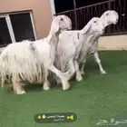عيسيات صننف