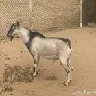 هجين وعل