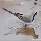 ابي اجواز طاير الحمحم