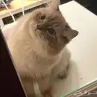 مطلوب أنثى للتزاوج