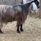 تيس فحل هجين