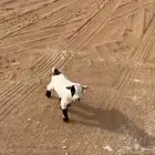 صغار الماعز القزم