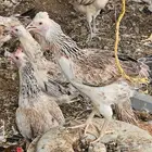 دجاج دندراوي